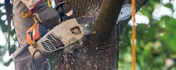 How Our Tree Care Process Works  in  Vandenberg Af, CA